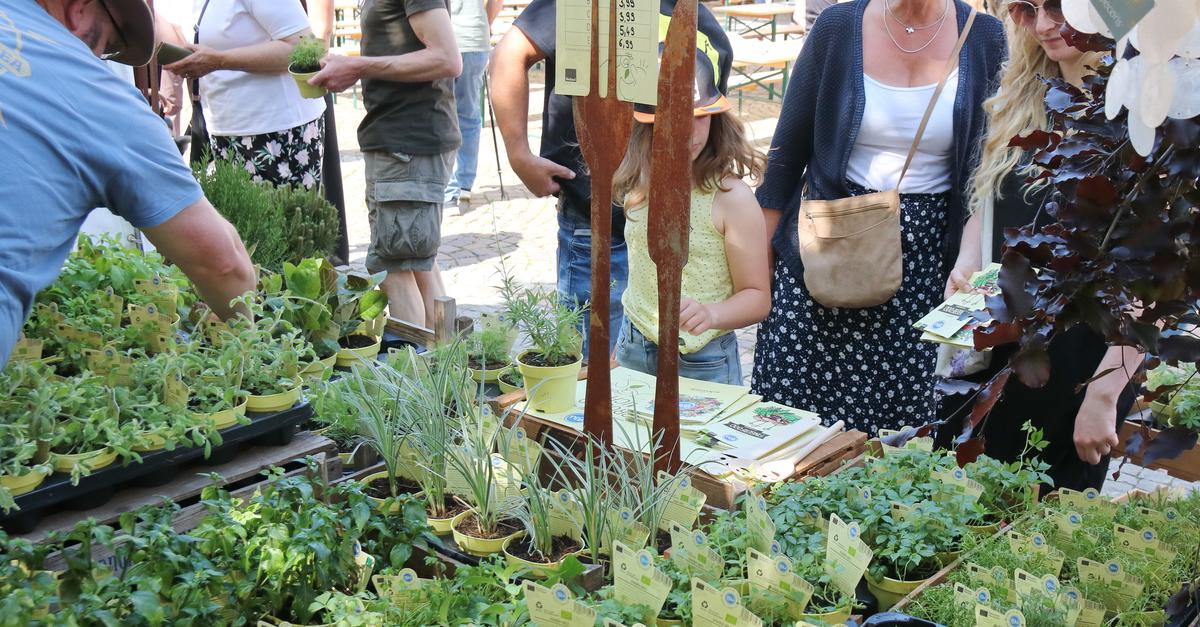 Zweiter Blumen und Kräutermarkt auf dem Marktplatz Haiger